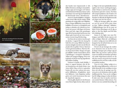 Fjällvandra i Jämtland