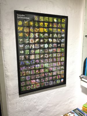 Svenska fjällblommor